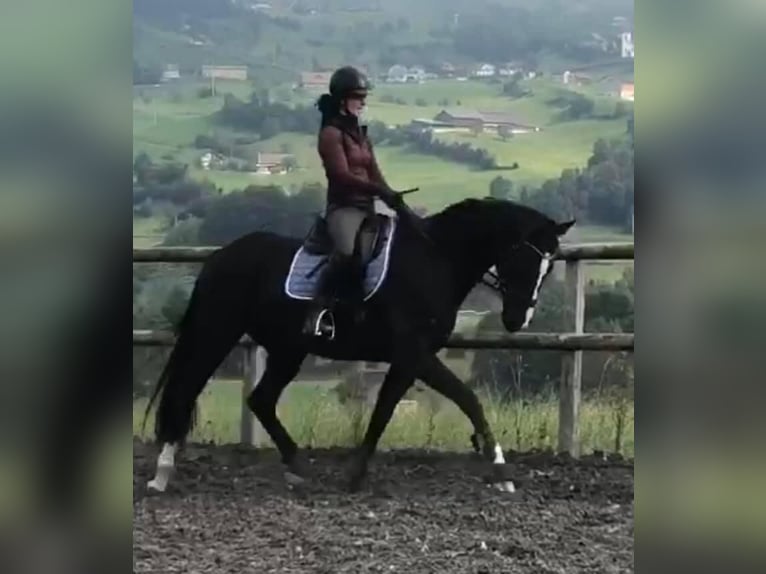 Swiss Warmblood Gelding 10 years 16,1 hh Black in Rigi ScheideggGoldau