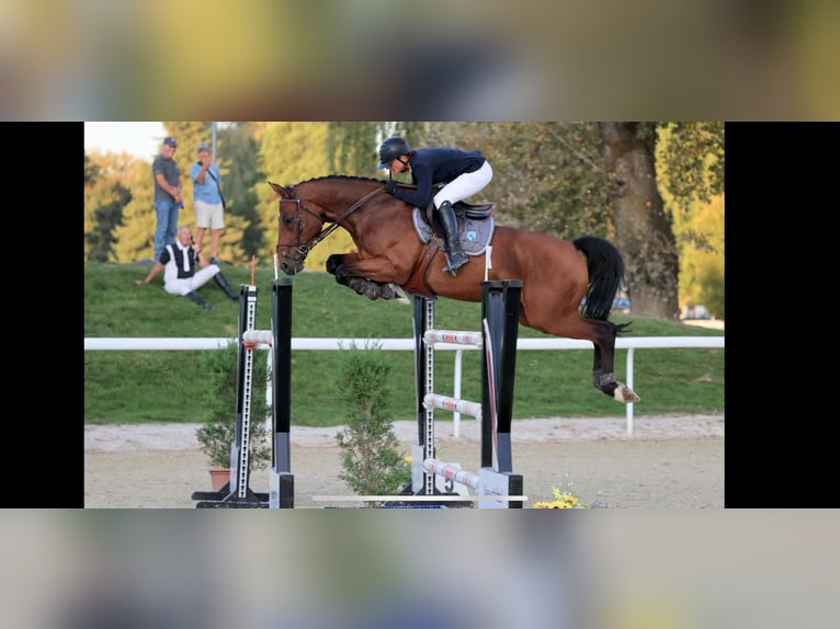 Swiss Warmblood Gelding 10 years 16,1 hh Brown in Ersigen