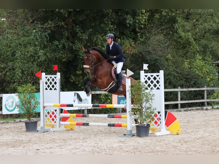 Swiss Warmblood Gelding 10 years 17,1 hh Brown in Lyss