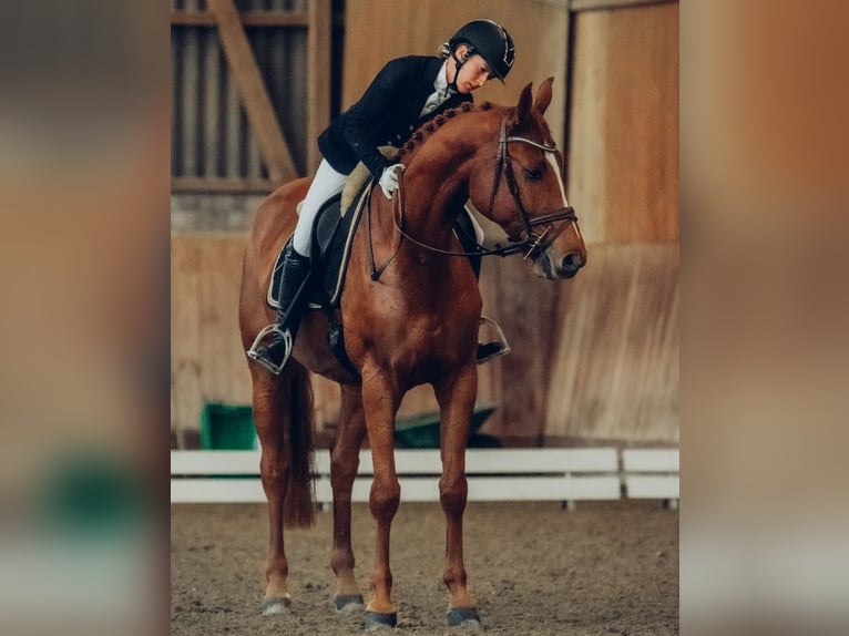Swiss Warmblood Gelding 10 years Chestnut-Red in Ettiswil