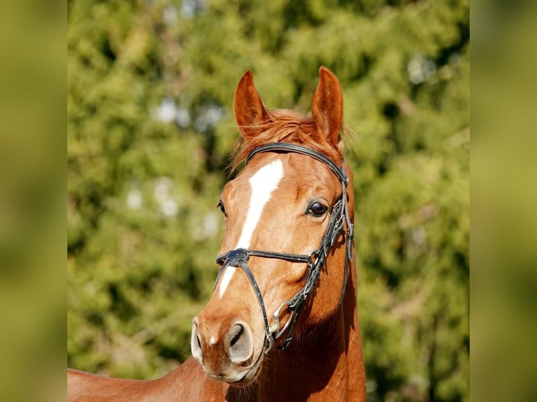 Swiss Warmblood Gelding 10 years Chestnut-Red in Ettiswil