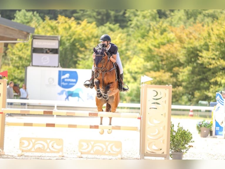 Swiss Warmblood Gelding 11 years 15,2 hh Bay-Dark in Bex