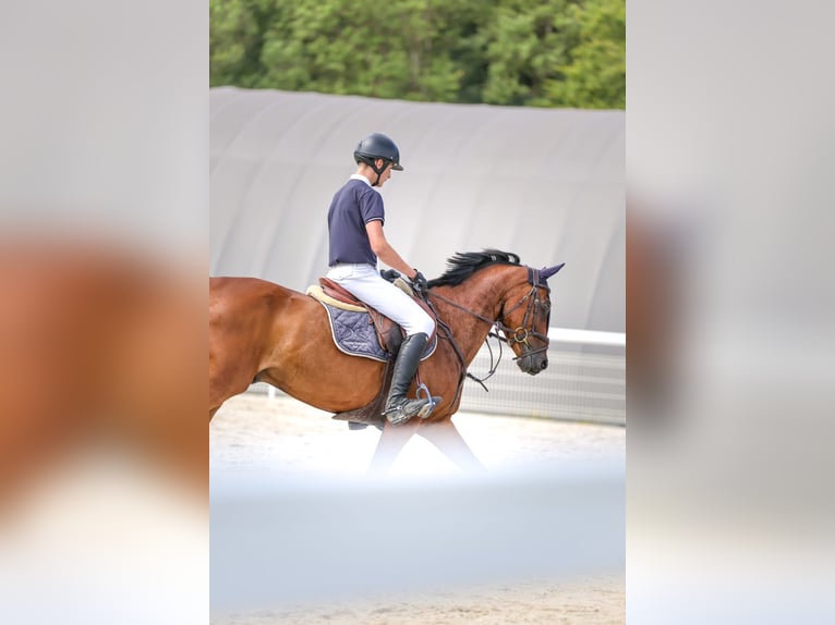 Swiss Warmblood Gelding 11 years 15,2 hh Bay-Dark in Bex