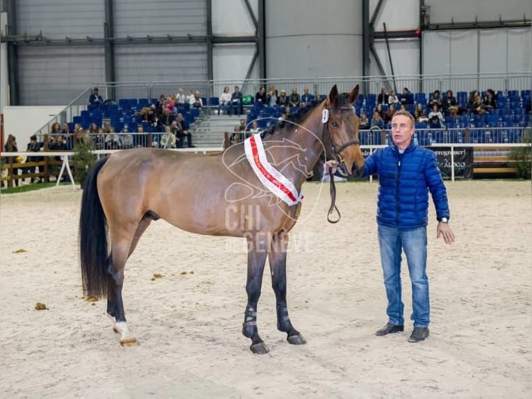 Swiss Warmblood Gelding 11 years 15,2 hh Bay-Dark in Bex