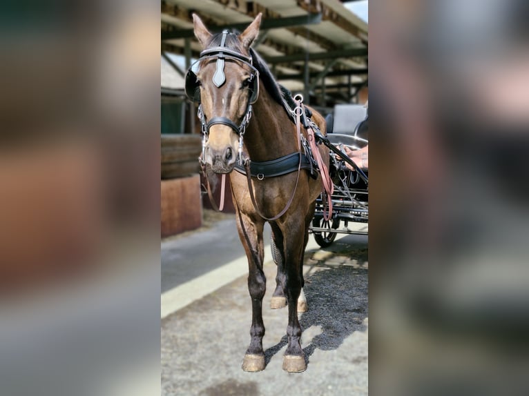 Swiss Warmblood Gelding 11 years 16,2 hh Brown in Rankweil