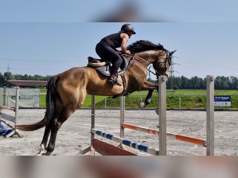 Swiss Warmblood Gelding 11 years 16,2 hh Brown in Rankweil
