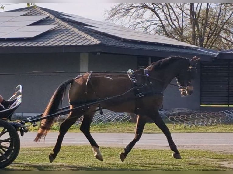 Swiss Warmblood Gelding 11 years 16,2 hh Brown in Rankweil