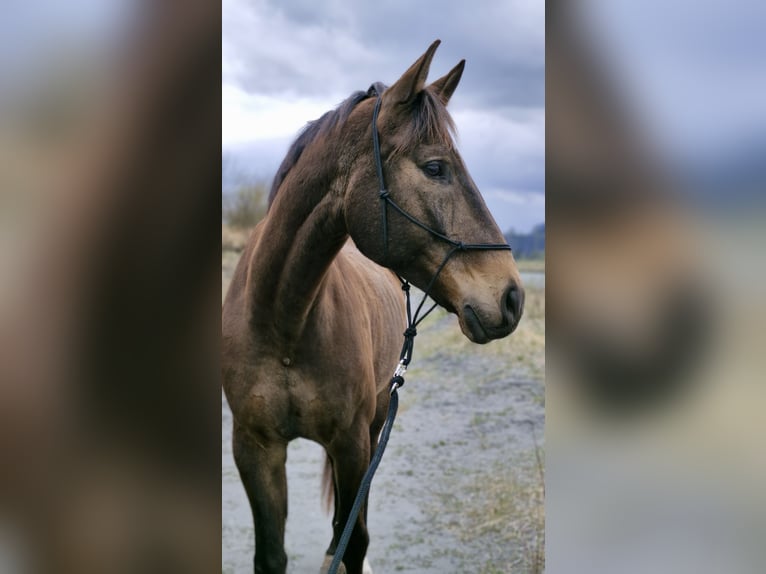 Swiss Warmblood Gelding 11 years 16,2 hh Brown in Rankweil