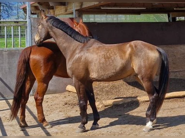 Swiss Warmblood Gelding 11 years 16,2 hh Brown in Rankweil