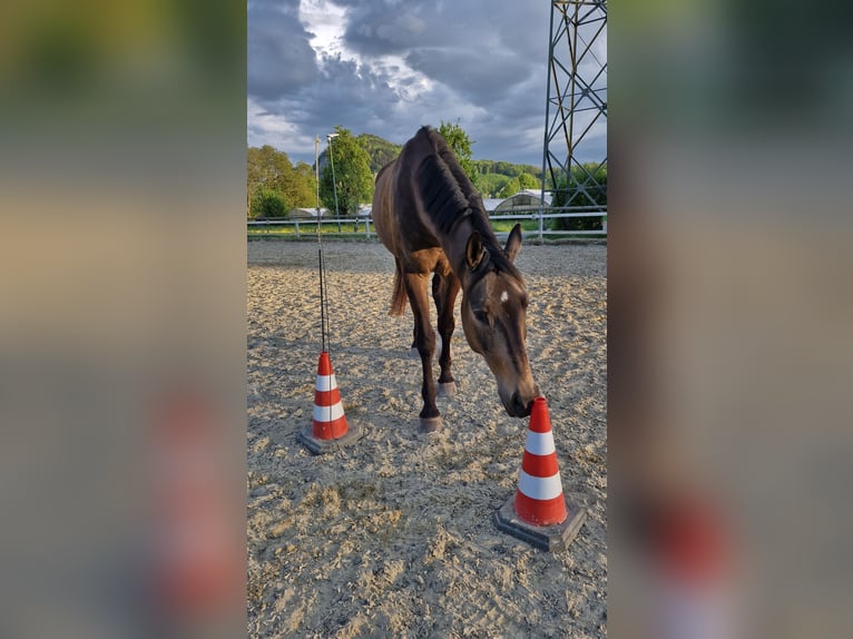 Swiss Warmblood Gelding 11 years 16,2 hh Brown in Rankweil
