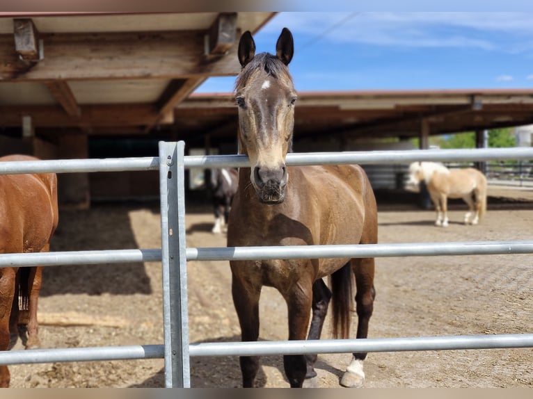 Swiss Warmblood Gelding 11 years 16,2 hh Brown in Rankweil