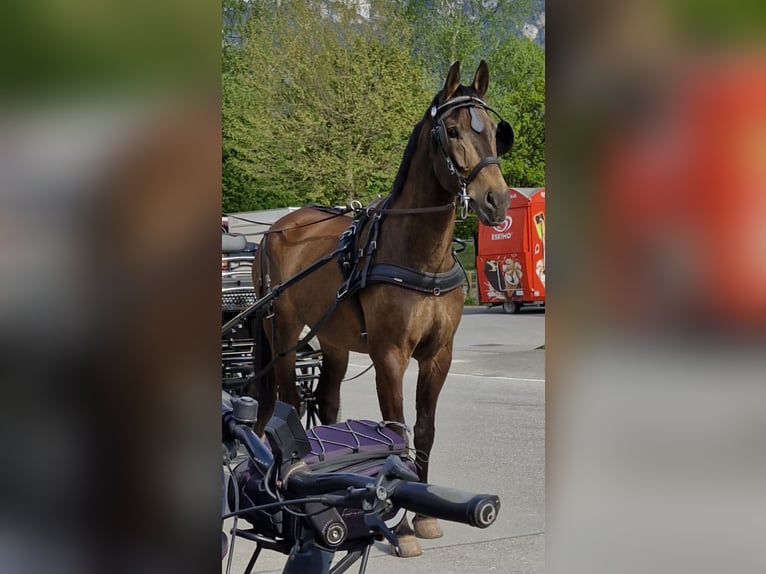 Swiss Warmblood Gelding 11 years 16,2 hh Brown in Rankweil