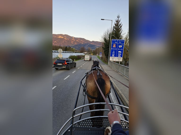 Swiss Warmblood Gelding 11 years 16,2 hh Brown in Rankweil