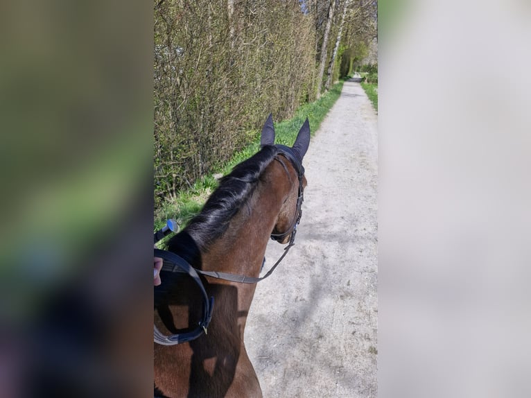 Swiss Warmblood Gelding 11 years 16,2 hh Brown in Rankweil