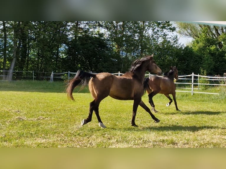 Swiss Warmblood Gelding 11 years 16,2 hh Brown in Rankweil