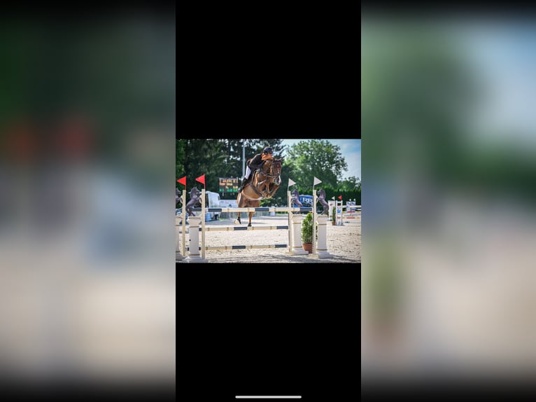 Swiss Warmblood Gelding 11 years 16,2 hh Chestnut in Forch