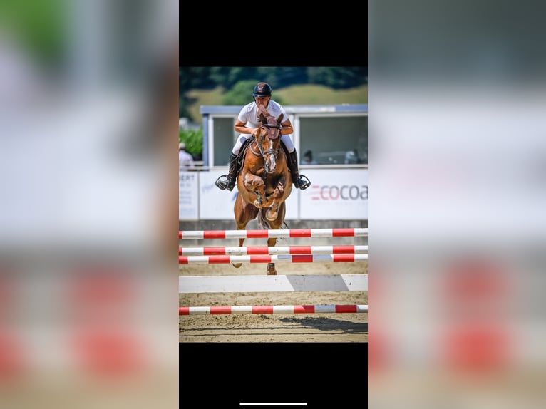 Swiss Warmblood Gelding 11 years 16,2 hh Chestnut in Forch