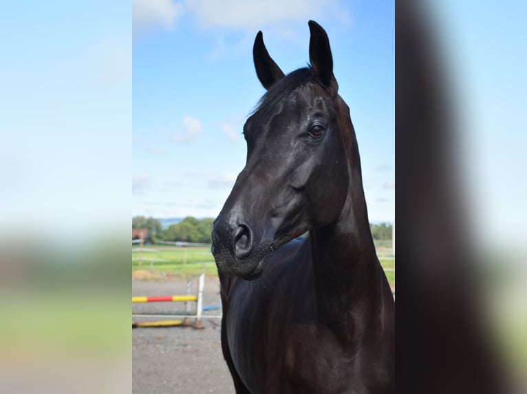 Swiss Warmblood Mix Gelding 11 years 17 hh Black in Hohentannen
