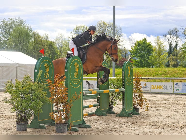 Swiss Warmblood Gelding 12 years 16.3 hh Brown in Säriswil