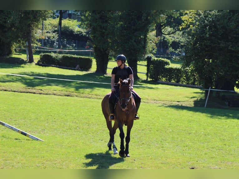 Swiss Warmblood Gelding 12 years 16.3 hh Brown in Säriswil