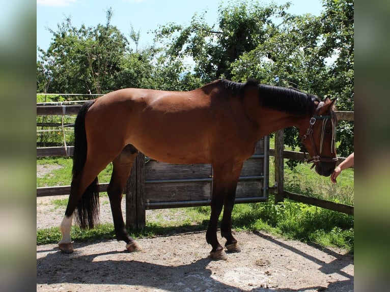 Swiss Warmblood Gelding 12 years 16.3 hh Brown in Säriswil