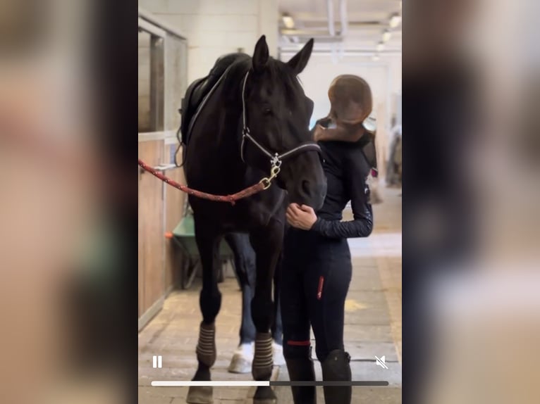 Swiss Warmblood Gelding 12 years 16,1 hh Bay-Dark in Herdern