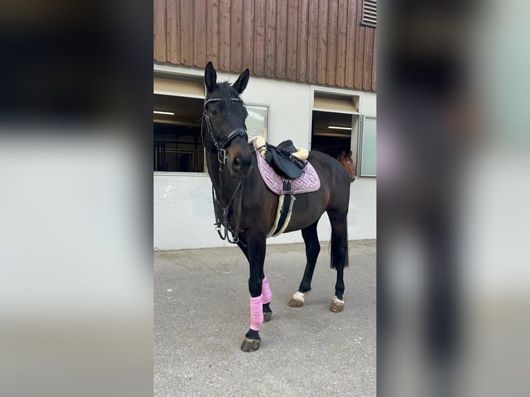 Swiss Warmblood Gelding 12 years 16,1 hh Bay-Dark in Herdern