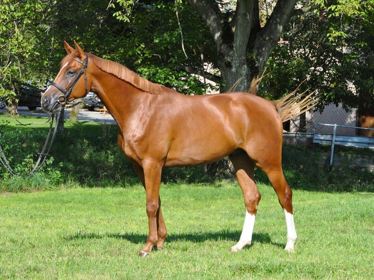 Swiss Warmblood Gelding 12 years Chestnut-Red in Sax