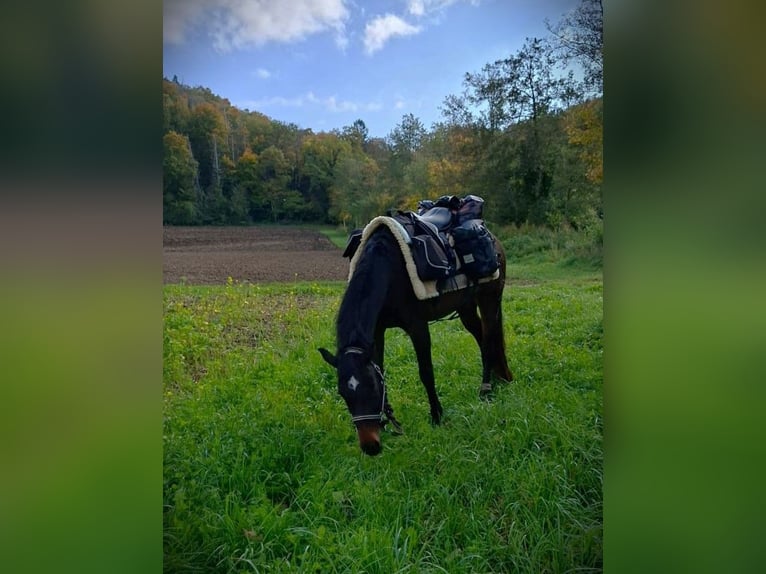Swiss Warmblood Gelding 13 years 15.1 hh Brown in Basadingen