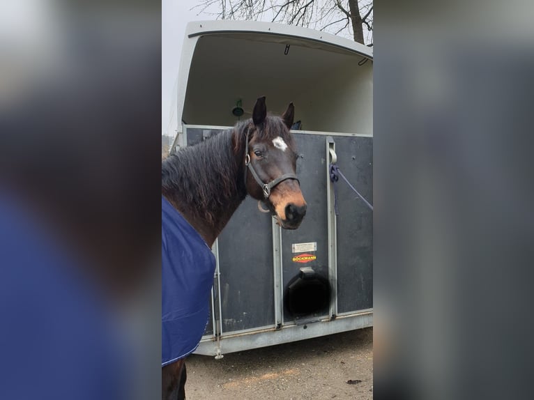 Swiss Warmblood Gelding 13 years 15.1 hh Brown in Basadingen