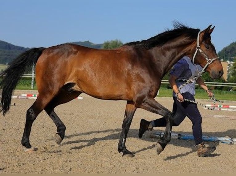 Swiss Warmblood Gelding 13 years 15.1 hh Brown in Basadingen