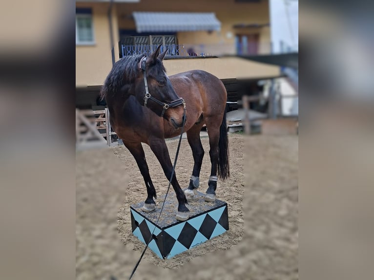 Swiss Warmblood Gelding 13 years 15.1 hh Brown in Basadingen