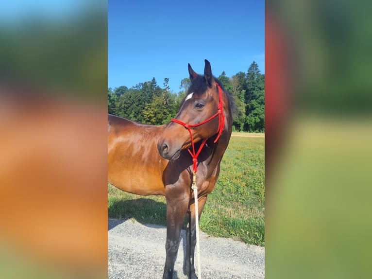 Swiss Warmblood Gelding 13 years 15.1 hh Brown in Basadingen