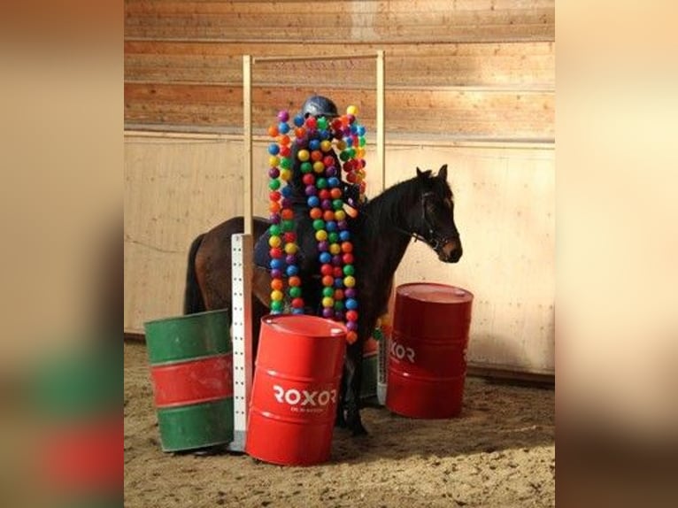 Swiss Warmblood Gelding 13 years 15.1 hh Brown in Basadingen