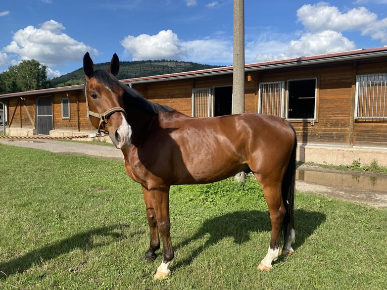 Swiss Warmblood Gelding 13 years 16.2 hh Brown in Jena