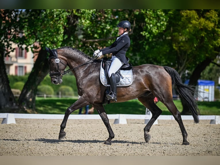 Swiss Warmblood Gelding 13 years 17 hh Bay-Dark in Möhlin