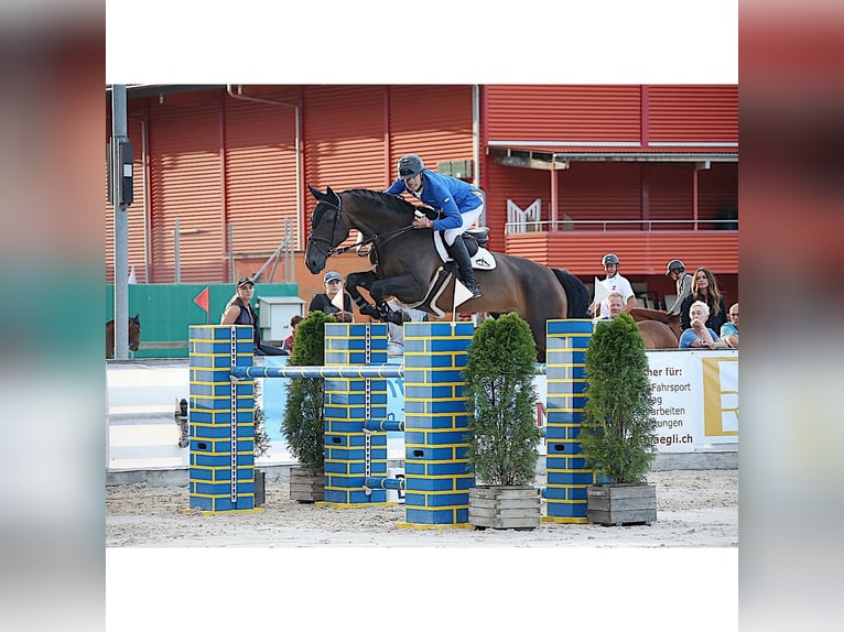 Swiss Warmblood Gelding 13 years 17 hh Bay-Dark in Möhlin