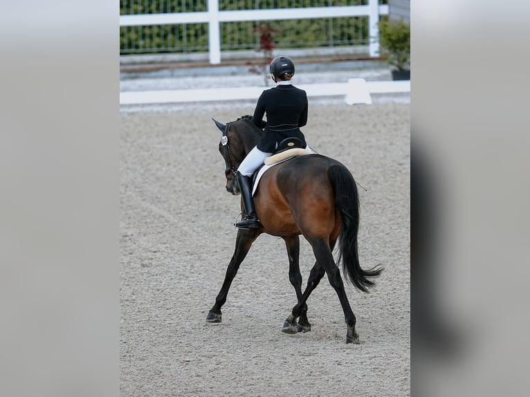 Swiss Warmblood Gelding 13 years 17 hh Bay-Dark in Möhlin