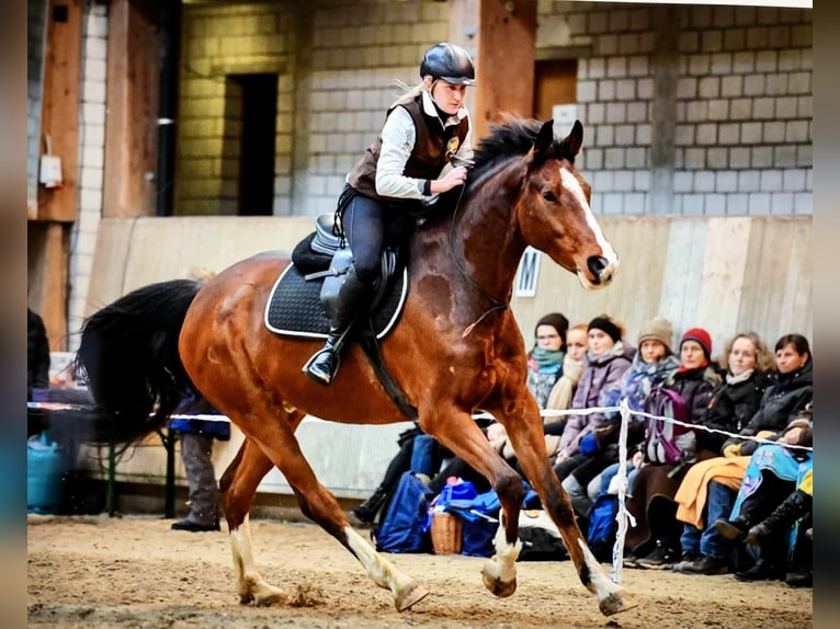 Swiss Warmblood Gelding 13 years 17 hh Brown in Altstätten SG 2