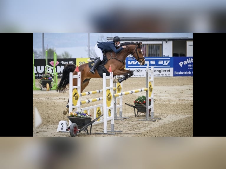 Swiss Warmblood Gelding 13 years 17 hh Brown in Altstätten SG 2