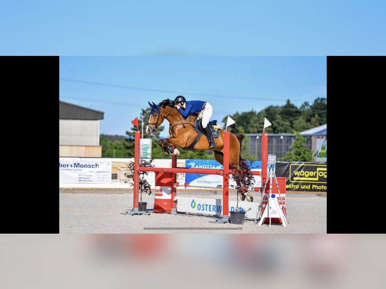 Swiss Warmblood Gelding 13 years 17 hh Brown in Altstätten SG 2