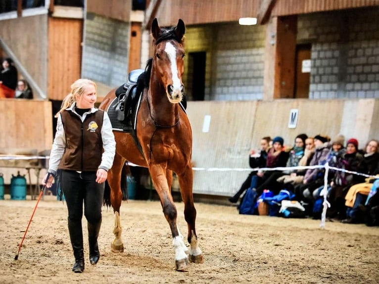 Swiss Warmblood Gelding 13 years 17 hh Brown in Altstätten SG 2