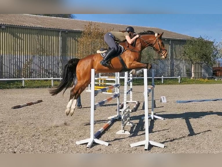 Swiss Warmblood Gelding 13 years 17 hh Brown in Altstätten SG 2