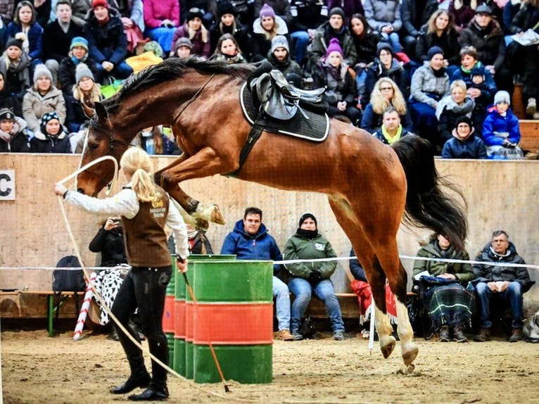 Swiss Warmblood Gelding 13 years 17 hh Brown in Altstätten SG 2