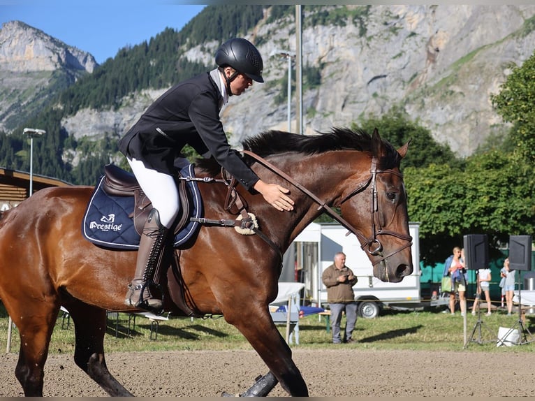 Swiss Warmblood Gelding 14 years 18 hh Bay-Dark in Gampel