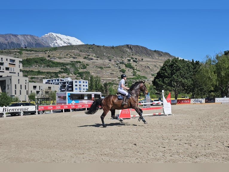 Swiss Warmblood Gelding 14 years 18 hh Bay-Dark in Gampel