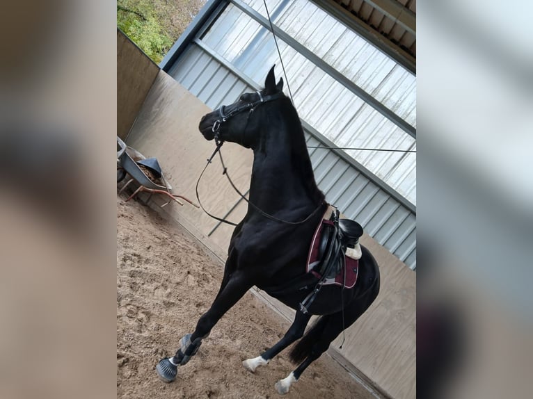 Swiss Warmblood Gelding 16 years 16,2 hh Black in Altlußheim