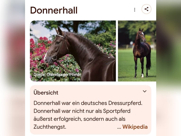 Swiss Warmblood Gelding 16 years 16,2 hh Black in Altlußheim