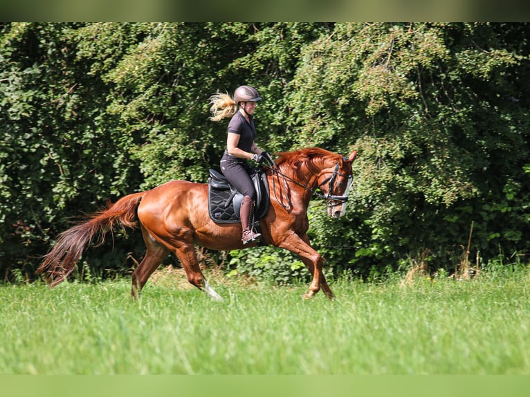 Swiss Warmblood Gelding 18 years 16 hh Chestnut-Red in Lamstedt