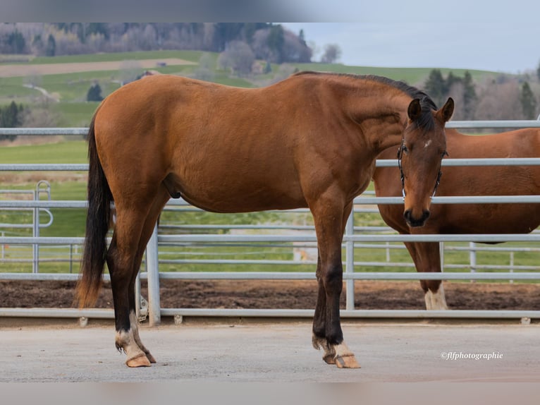 Swiss Warmblood Gelding 2 years 15,2 hh Brown in St-ursen